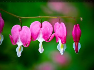 bleeding hearts